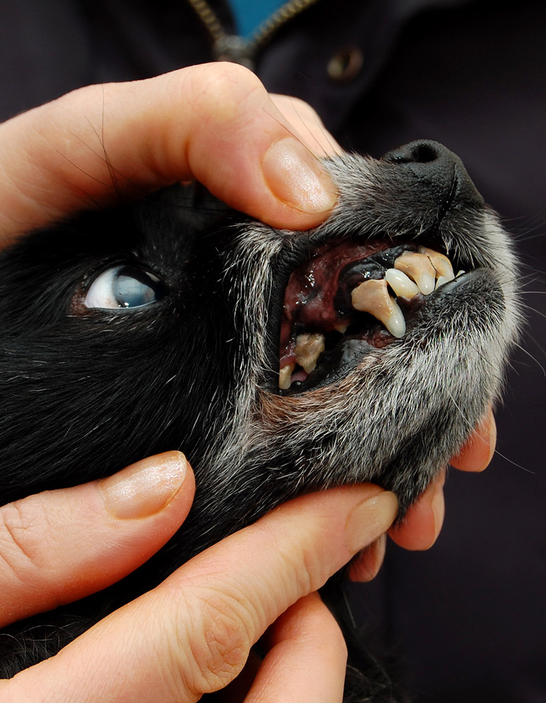 Как снять зубной камень у собаки? Советы владельцам