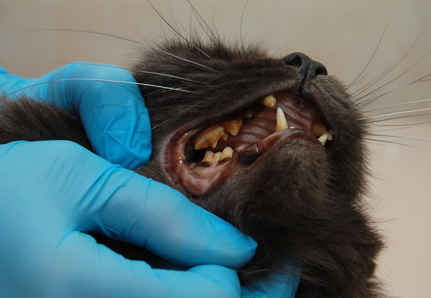 Стоматология и гигиена полости рта у кошек и собак ʕᵔᴥᵔʔ ЗооВита  ветеринарные клиники в Казани